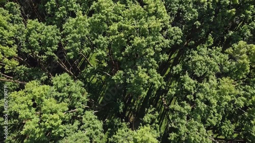 Aerial view of a dense, lush green canopy of a large tree, showcasing intricate branches and vibrant foliage under bright sunlight.
