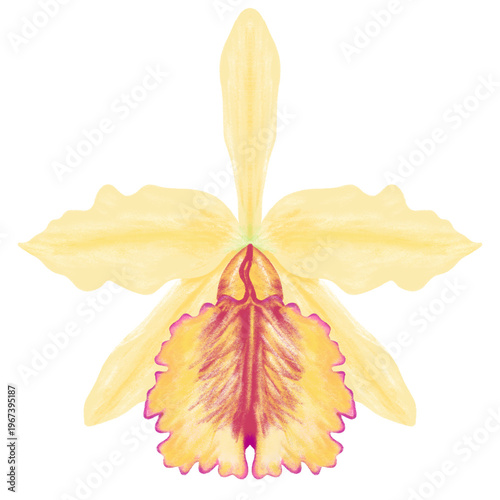 Yellow Orchid Flower Illustration