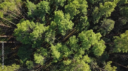 Aerial view of a dense, vibrant green forest canopy with sunlight filtering through the leaves, showcasing the beauty of nature.