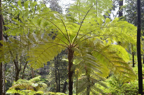 Paproć drzewiasta (Cyathea sp.) w ogrodzie tropikalnym w Funchal (Madeira, Portugal)