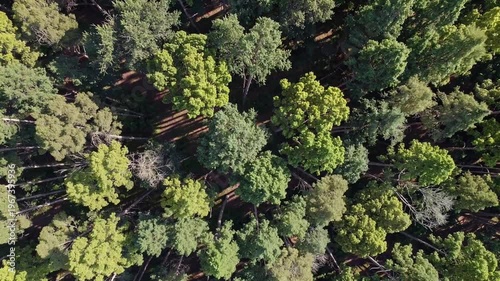 Aerial view of a dense forest canopy with varying shades of green and brown, showcasing the texture of tree tops under sunlight.