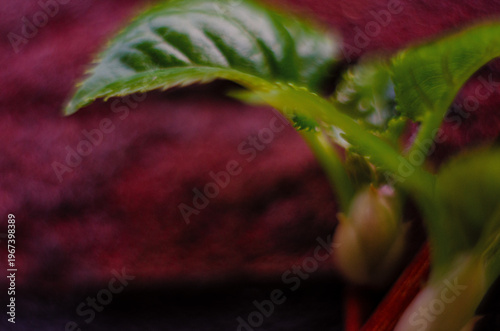 An young blackberry leaves on a red background