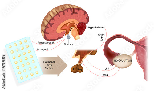 Hormonal birth control mechanism diagram showing hypothalamus pituitary ovary axis inhibition GnRH FSH LH suppression and ovulation prevention medical illustration.