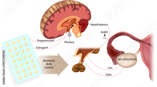 Hormonal birth control mechanism diagram showing hypothalamus pituitary ovary axis inhibition GnRH FSH LH suppression and ovulation prevention medical illustration.