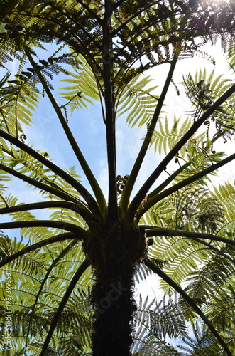 Paproć drzewiasta (Cyathea sp.) widziana od dołu, tropikalny ogród w Funchal (Madeira, Portugal)