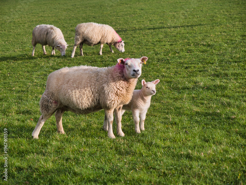 Ewe and lamb stand in a grassy field with other sheep grazing in Derbyshire UK, a warm rural spring scene with a natural pastoral feel