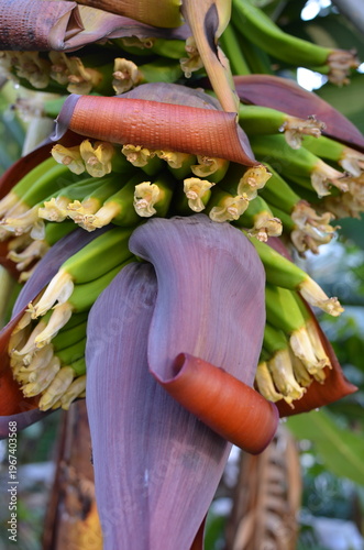 Kwiatostan banana (Musa sp.) z bliska, egzotyczna roślina tropikalna