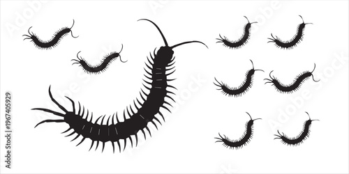 Vászonkép Centipede Silhouette Illustrations