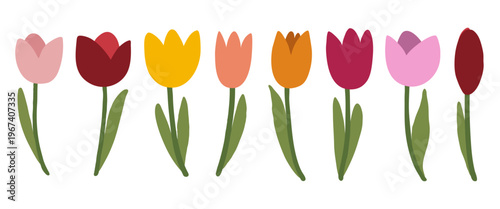 Set de tulipanes rosas y rojos con tallo y hojas aislados en blanco. Decoración floral primaveral. Ilustración vectorial. Doodle dibujado a mano. Flores para tarjetas de felicitación y redes sociales