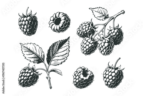 Detailed hand-drawn raspberry fruits and leaves in black ink style on a white background, representing botanical illustration concept
