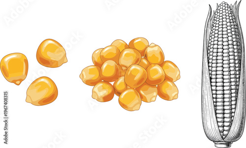 Corn kernels and cob set isolated. Golden maize grains with vintage engraving ear. Fresh agriculture crop illustration. Food ingredient for farming, packaging and cereal design.