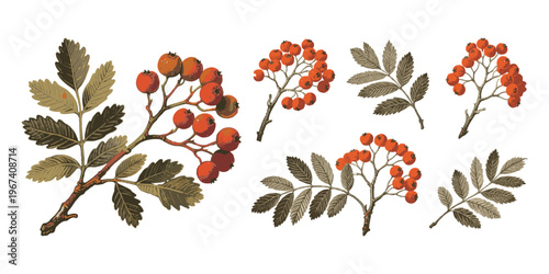 Rowan berry branches with red fruits and green leaves in hand-drawn style on a white background, concept of botanical illustration