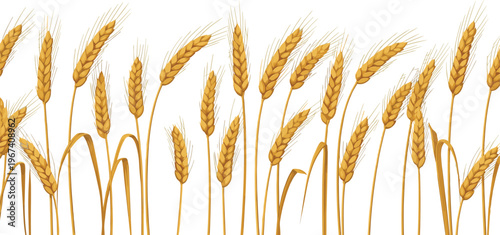 Golden wheat ears set isolated. Hand drawn cereal crop illustration. Organic agriculture grain design. Harvest concept for farming, food packaging and bakery products.