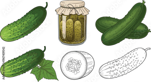 Pickled cucumber vector set. Fresh cucumbers, jar pickles and slices illustration. Organic vegetable collection for food design and healthy nutrition concept.