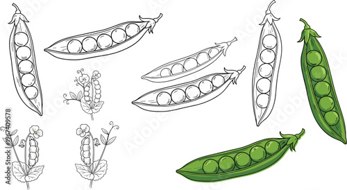 Pea pod set in sketch and color styles. Green peas with plant elements. Hand drawn and realistic variations. Organic vegetable illustration for cooking, farming and nutrition design.