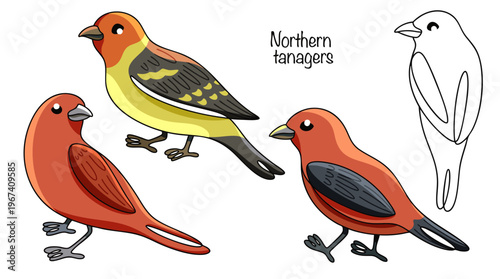 Northern tanagers
