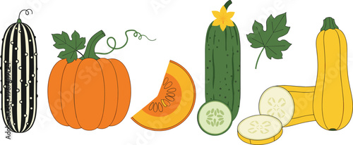 Pumpkin, cucumber and squash vegetable set. Fresh autumn harvest illustration. Whole and sliced vegetables collection. Organic food ingredients for cooking, farming and healthy nutrition design.