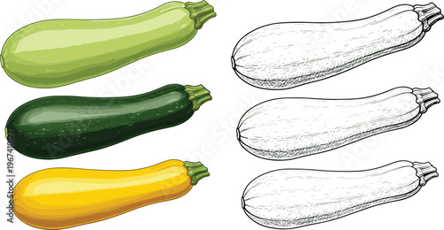 Zucchini and squash set in color and sketch styles. Fresh green and yellow vegetables. Realistic and engraved variations. Organic food ingredients for cooking and healthy nutrition design.