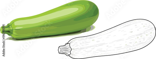 Zucchini illustration in color and sketch style. Fresh courgette vegetable set. Realistic and hand drawn variations. Organic food ingredient for cooking and healthy nutrition design.