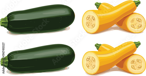 Zucchini and yellow squash vegetable set. Fresh organic summer vegetables isolated. Whole and sliced courgette illustration. Healthy food ingredient for cooking design.