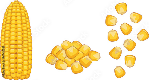 Corn cob and kernels set isolated. Golden maize grains collection. Fresh agriculture crop illustration. Organic food ingredient for cooking, farming and cereal design.