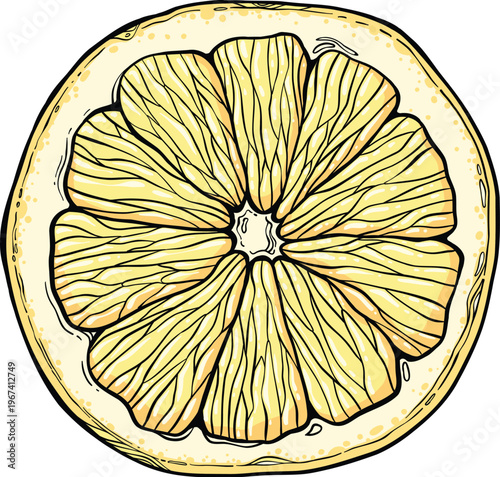 Sketch lemonade. Summer cold drinks, hand drawn yellow lemons slices and leaves. Glass of lemonade with ice vector illustration. Drink fruit lemonade graphic, juice and mint leaf