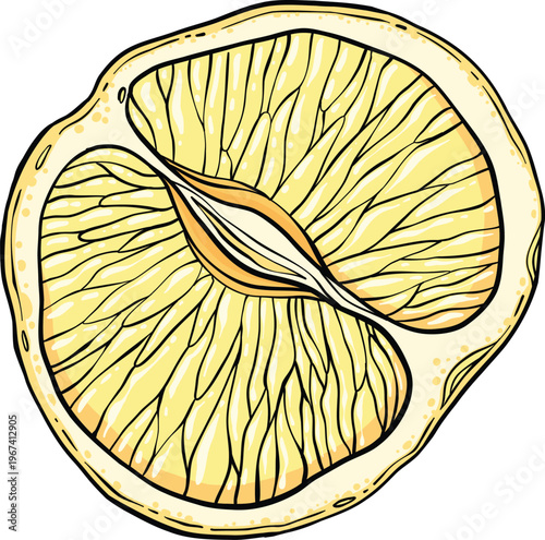 Sketch lemonade. Summer cold drinks, hand drawn yellow lemons slices and leaves. Glass of lemonade with ice vector illustration. Drink fruit lemonade graphic, juice and mint leaf