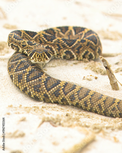 фотографія A juvenile Eastern Diamondback Rattlesnake slithers along the beach on Georgia's Jekyll Island