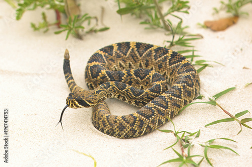 Photos A juvenile Eastern Diamondback Rattlesnake slithers on the beach of Georgia's Jekyll Island