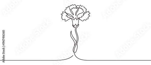 Beautiful single carnation flower is drawn with a continuous black line art style on a clean white surface