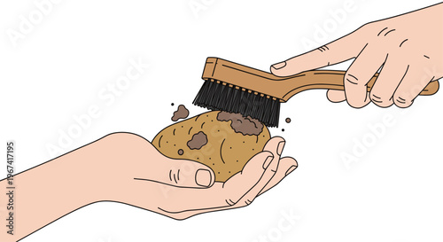 One hand holds a dirty potato while another hand uses a brush to scrub off soil on a white background.
