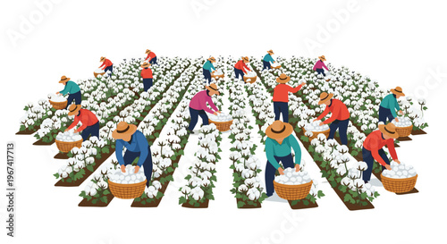 Numerous farmers are diligently hand-picking white cotton bolls from dense green plants into baskets in a field with a stark white background.