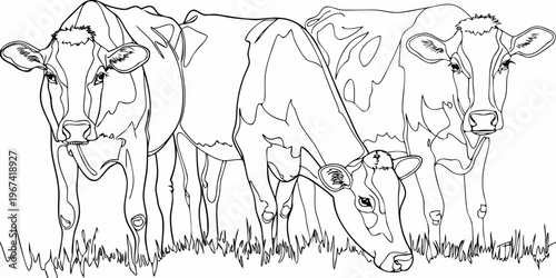 A group of cows grazing in a field outlined in black and white