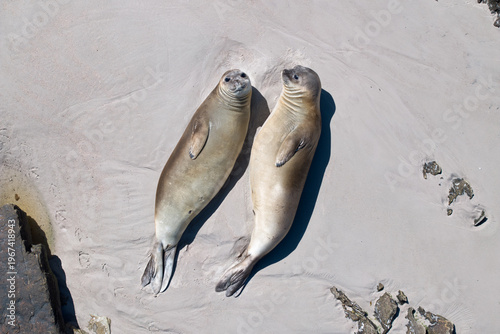 Canvastavla Aerial view of two southern elephant seals resting side by side on a sandy beach in the Falkland Islands