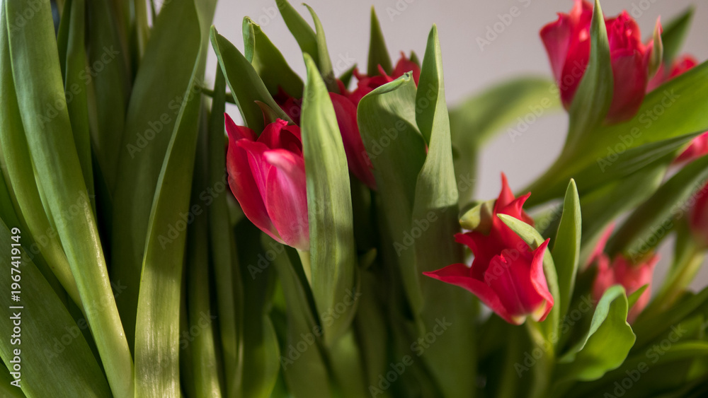 Naklejka premium Red tulips bouquet close up with green leaves in natural light, spring flowers background