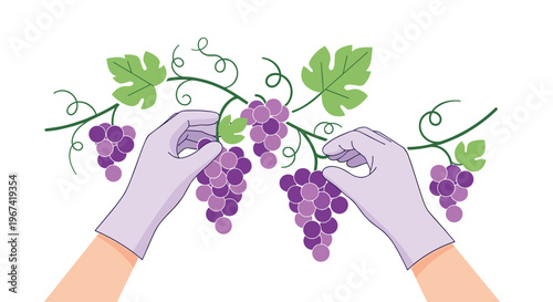 Two gloved hands gently pick clusters of ripe purple grapes from a vibrant green vine with leaves and curling tendrils.