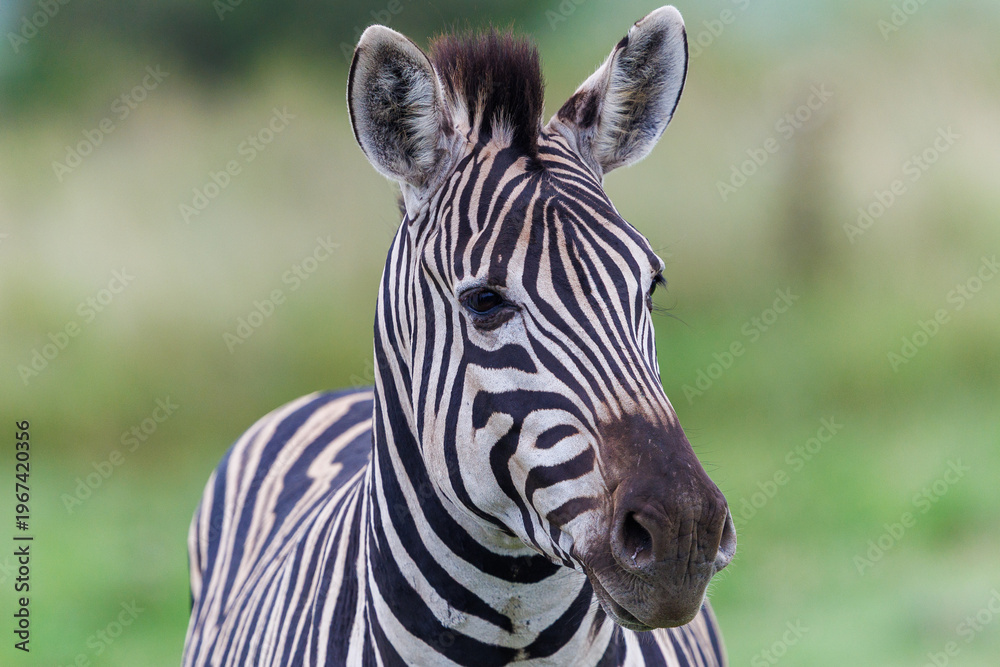 Naklejka premium Zebras in natural habitat on African savanna, wildlife animal in grassland