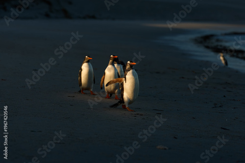 A group of four Gentoo penguins walking in single file along a sand beach in the dark, illuminated of sunset on Falkland Islands, with golden light catching their bellies. High contrast scene.