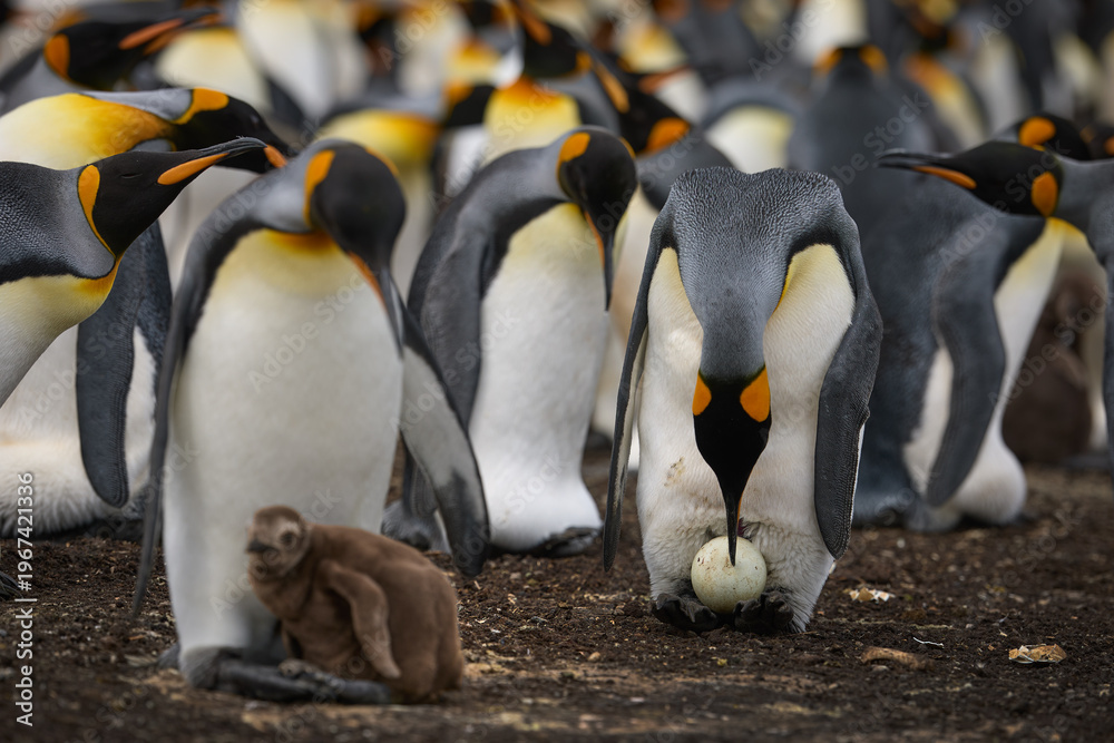 Fototapeta premium Brown King Penguin Chick Surrounded by colorful Adult Penguins in Colony, Falkland Islands.