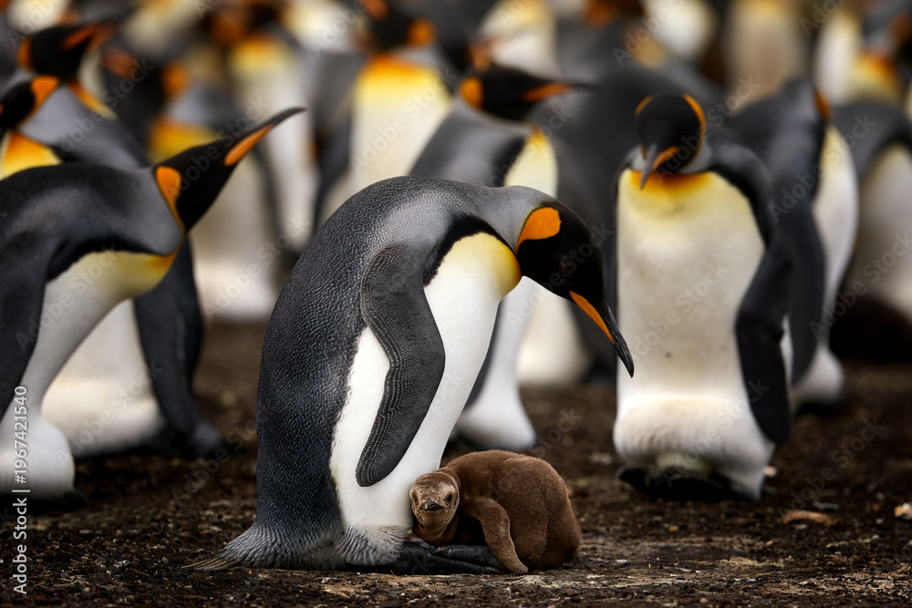 Obraz premium King penguin chick standing among adult penguins in a crowded breeding colony on the Falkland Islands. Colors: black, white, orange.