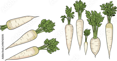 Hand Drawn Daikon Radish Vegetable Vector Illustration Set with Fresh White Roots and Green Leaves, Organic Farm Produce Isolated on White Background