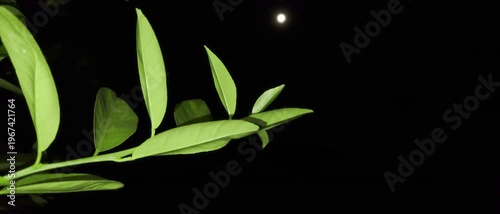 Fresh Hybrid orange Green leaves with dark night background video.
