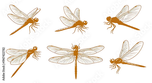 Obraz na plátně Collection of six different dragonfly illustrations in various poses and angles