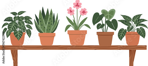 Potted houseplant collection on wooden shelf with indoor decorative plants vector illustration set isolated on white background