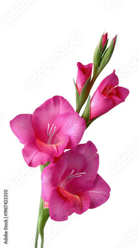 Elegant Pink Gladiolus Flowers Isolated on White