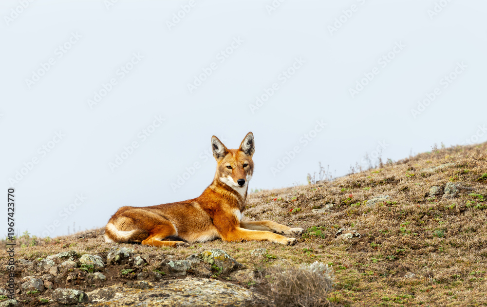 Naklejka premium Rare endangered Ethiopian Wolf (Canis simensis) resting in highland grasslands