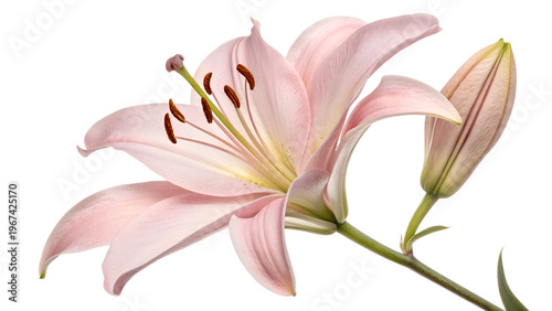 pink lily isolated on transparent background