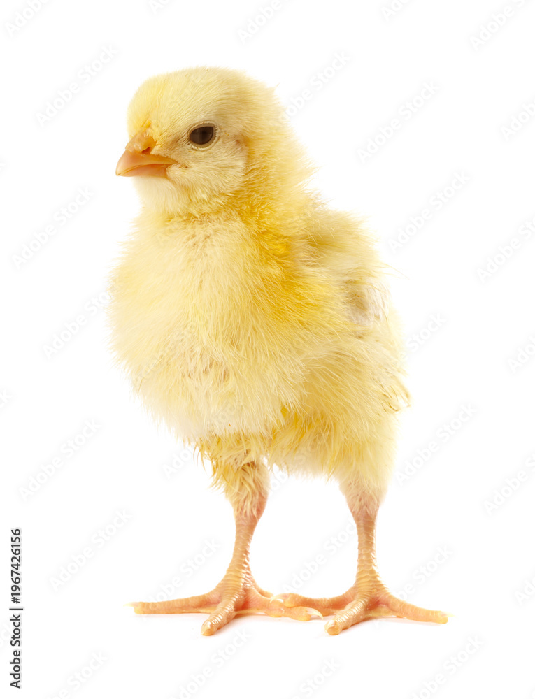 Fototapeta premium Cute yellow chick on white background. Baby animal