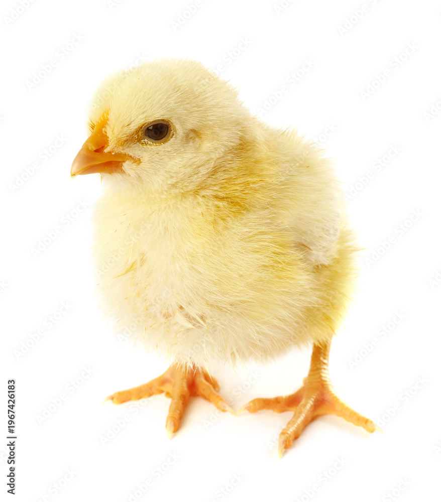 Obraz premium Cute yellow chick on white background. Baby animal
