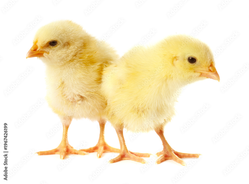 Fototapeta premium Cute yellow chicks on white background. Baby animals